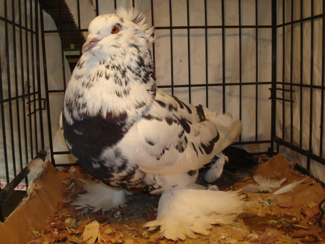 Giant Hungarian House Pigeon